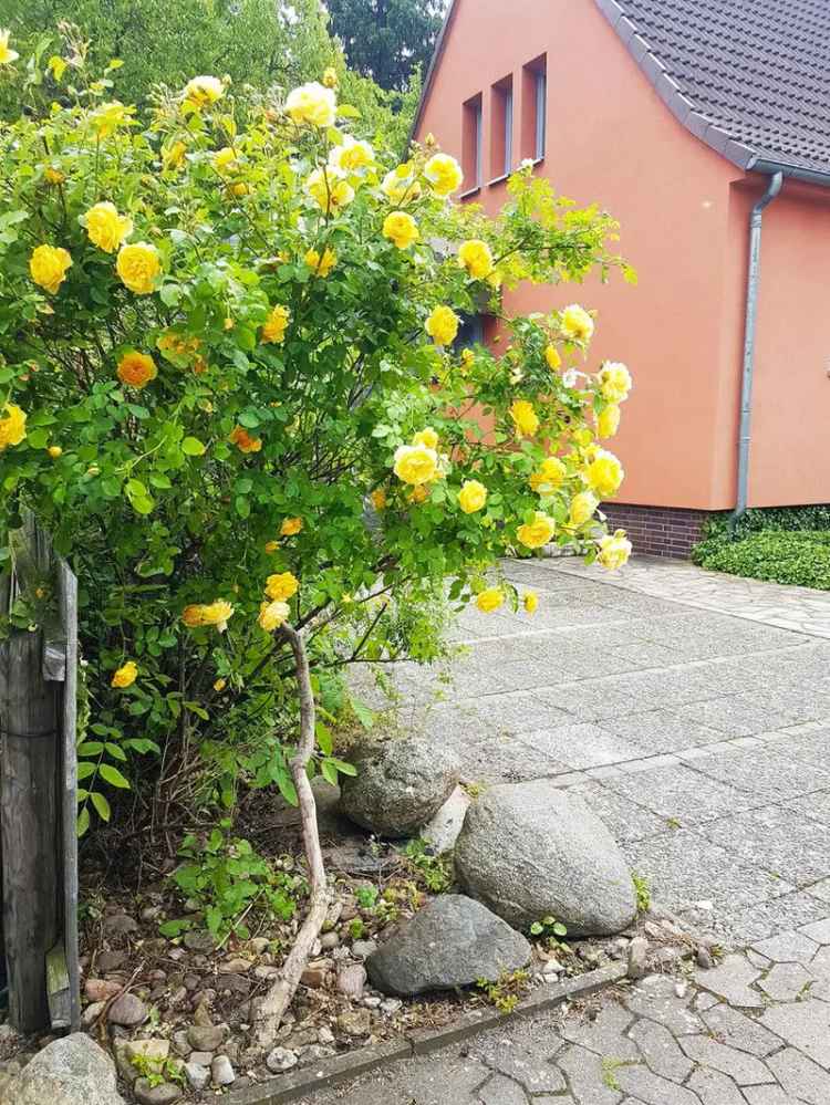 Stadtnah! Gemütliche Doppelhaushälfte mit großem naturbelassenen Garten