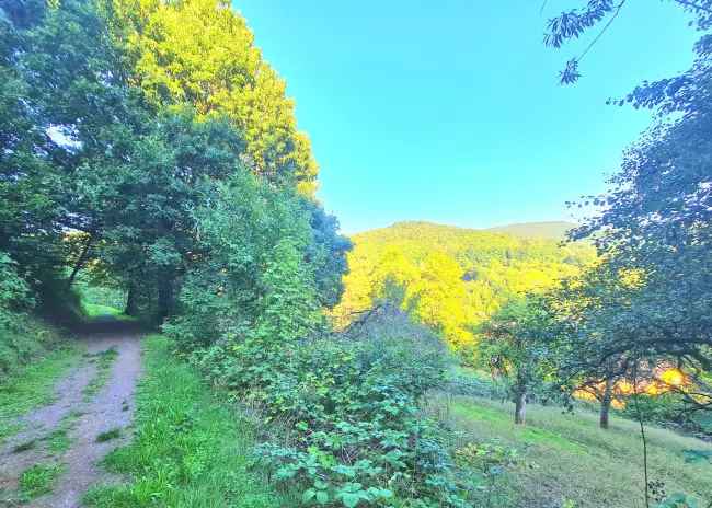 Freizeitgrundstück Ramberg Pfalz Südhanglage mit Aussicht