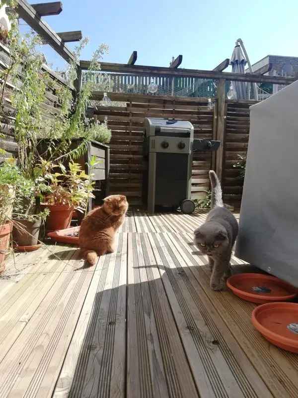 Wohnung mieten in Nippes Köln mit Terrasse und netten Nachbarn