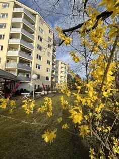 Wohnung (25.0 m²) zur Miete in Berlin (Buchholzer Straße 8, 10437 Berlin, Germany)