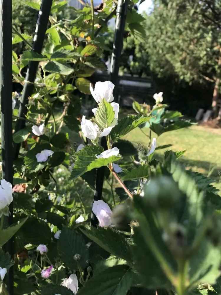 Freistehendes Haus mit Einliegerwohnung Garten  Ökologisch Saniert